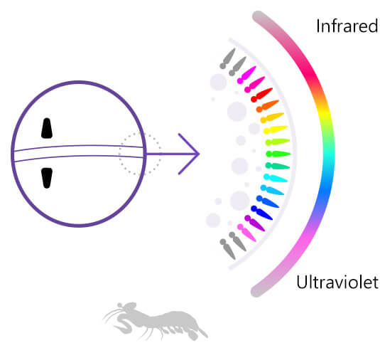 雀尾螳螂蝦可視光譜