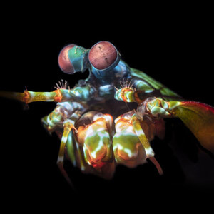 高光譜影像與雀尾螳螂蝦